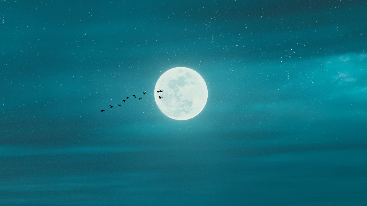 Wallpaper moon, city, birds, night