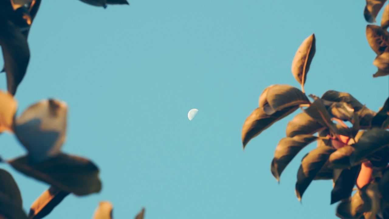 Wallpaper moon, dawn, branches, sky, blur