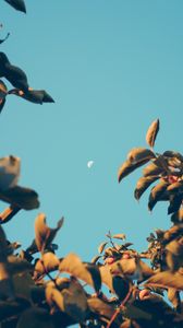 Preview wallpaper moon, dawn, branches, sky, blur