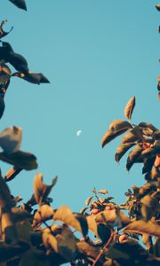 Preview wallpaper moon, dawn, branches, sky, blur