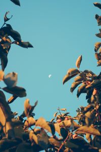Preview wallpaper moon, dawn, branches, sky, blur