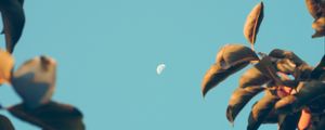 Preview wallpaper moon, dawn, branches, sky, blur