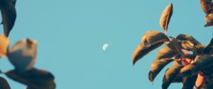 Preview wallpaper moon, dawn, branches, sky, blur