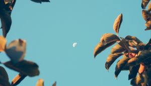 Preview wallpaper moon, dawn, branches, sky, blur