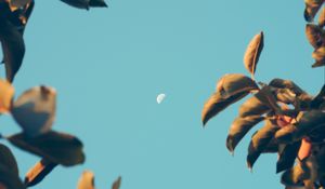 Preview wallpaper moon, dawn, branches, sky, blur