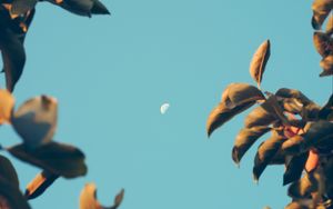 Preview wallpaper moon, dawn, branches, sky, blur