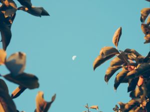 Preview wallpaper moon, dawn, branches, sky, blur