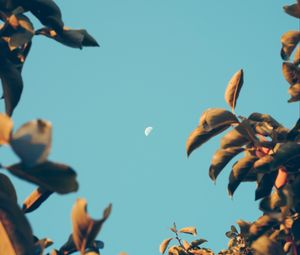 Preview wallpaper moon, dawn, branches, sky, blur