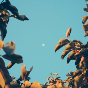 Preview wallpaper moon, dawn, branches, sky, blur