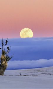 Preview wallpaper moon, desert, palm tree, sand