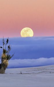 Preview wallpaper moon, desert, palm tree, sand