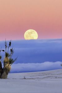 Preview wallpaper moon, desert, palm tree, sand