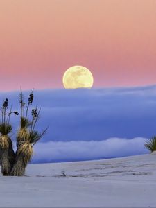 Preview wallpaper moon, desert, palm tree, sand