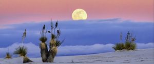 Preview wallpaper moon, desert, palm tree, sand