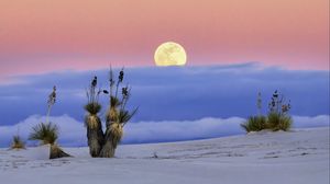 Preview wallpaper moon, desert, palm tree, sand