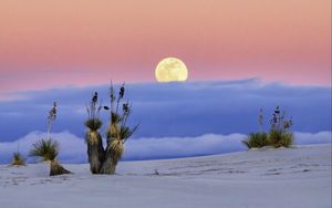 Preview wallpaper moon, desert, palm tree, sand