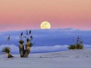 Preview wallpaper moon, desert, palm tree, sand