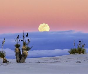 Preview wallpaper moon, desert, palm tree, sand