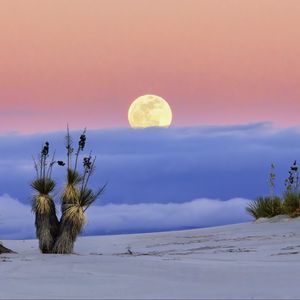 Preview wallpaper moon, desert, palm tree, sand