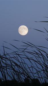 Preview wallpaper moon, evening, grass, satellite