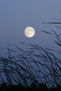 Preview wallpaper moon, evening, grass, satellite