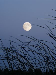 Preview wallpaper moon, evening, grass, satellite
