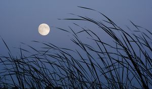 Preview wallpaper moon, evening, grass, satellite