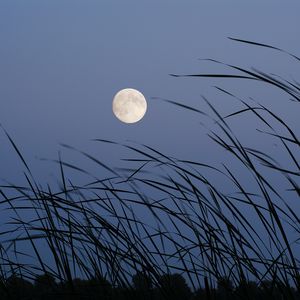 Preview wallpaper moon, evening, grass, satellite