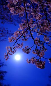 Preview wallpaper moon, flowers, bloom