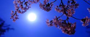 Preview wallpaper moon, flowers, bloom