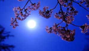 Preview wallpaper moon, flowers, bloom