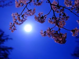 Preview wallpaper moon, flowers, bloom