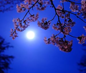 Preview wallpaper moon, flowers, bloom