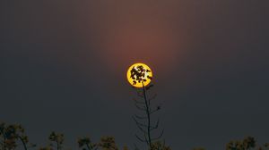 Preview wallpaper moon, flowers, branches, twilight, nature