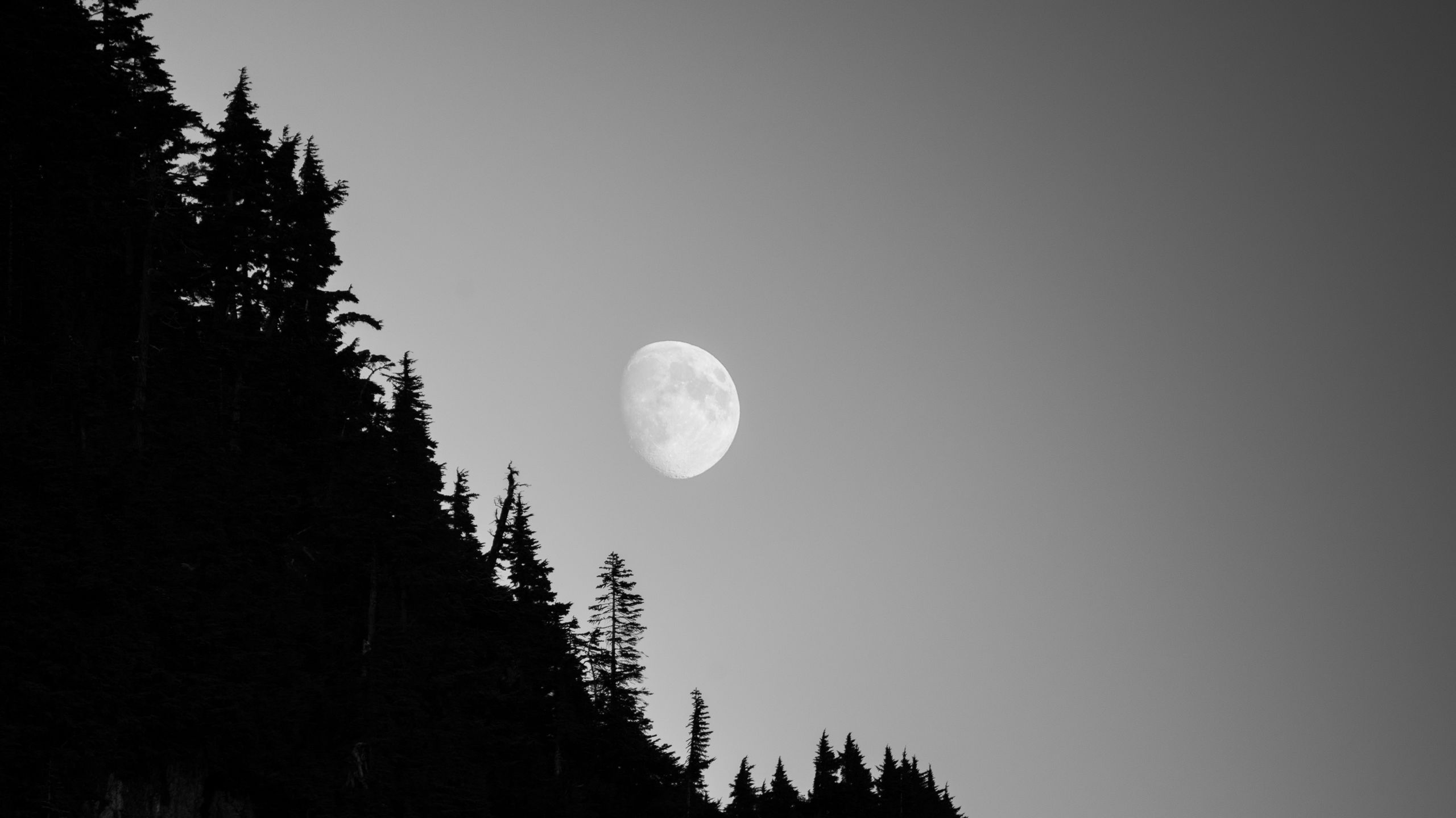 Download wallpaper 2560x1440 moon, forest, trees, night, dark