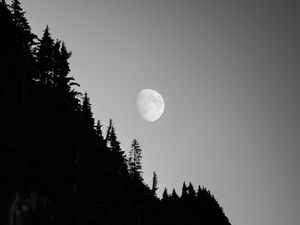 Preview wallpaper moon, forest, trees, night, dark