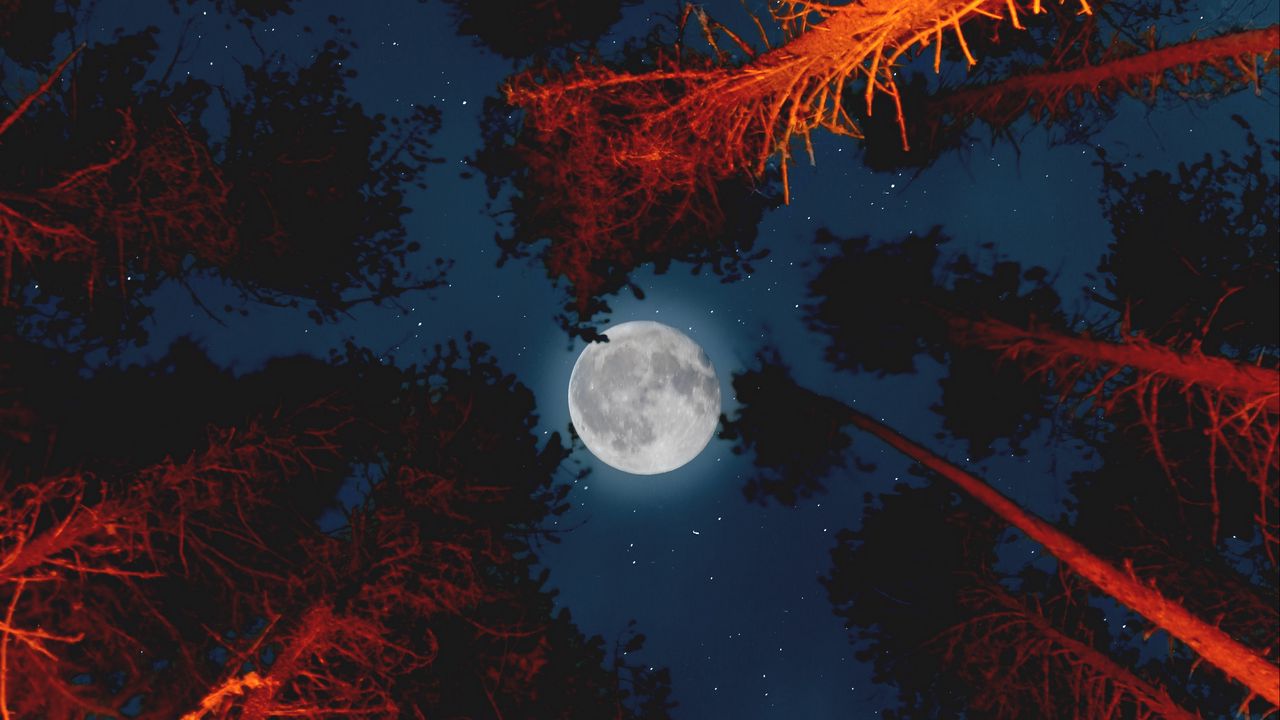 Wallpaper moon, full moon, bottom view, trees, light