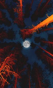 Preview wallpaper moon, full moon, bottom view, trees, light