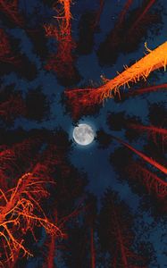 Preview wallpaper moon, full moon, bottom view, trees, light