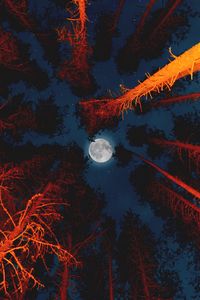 Preview wallpaper moon, full moon, bottom view, trees, light