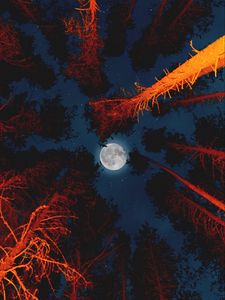 Preview wallpaper moon, full moon, bottom view, trees, light