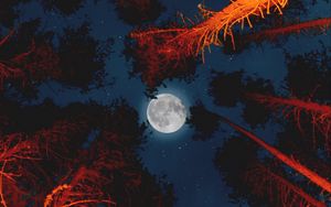 Preview wallpaper moon, full moon, bottom view, trees, light