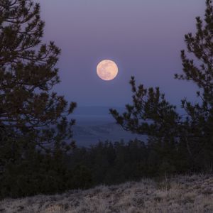 Preview wallpaper moon, full moon, branches, trees, grass