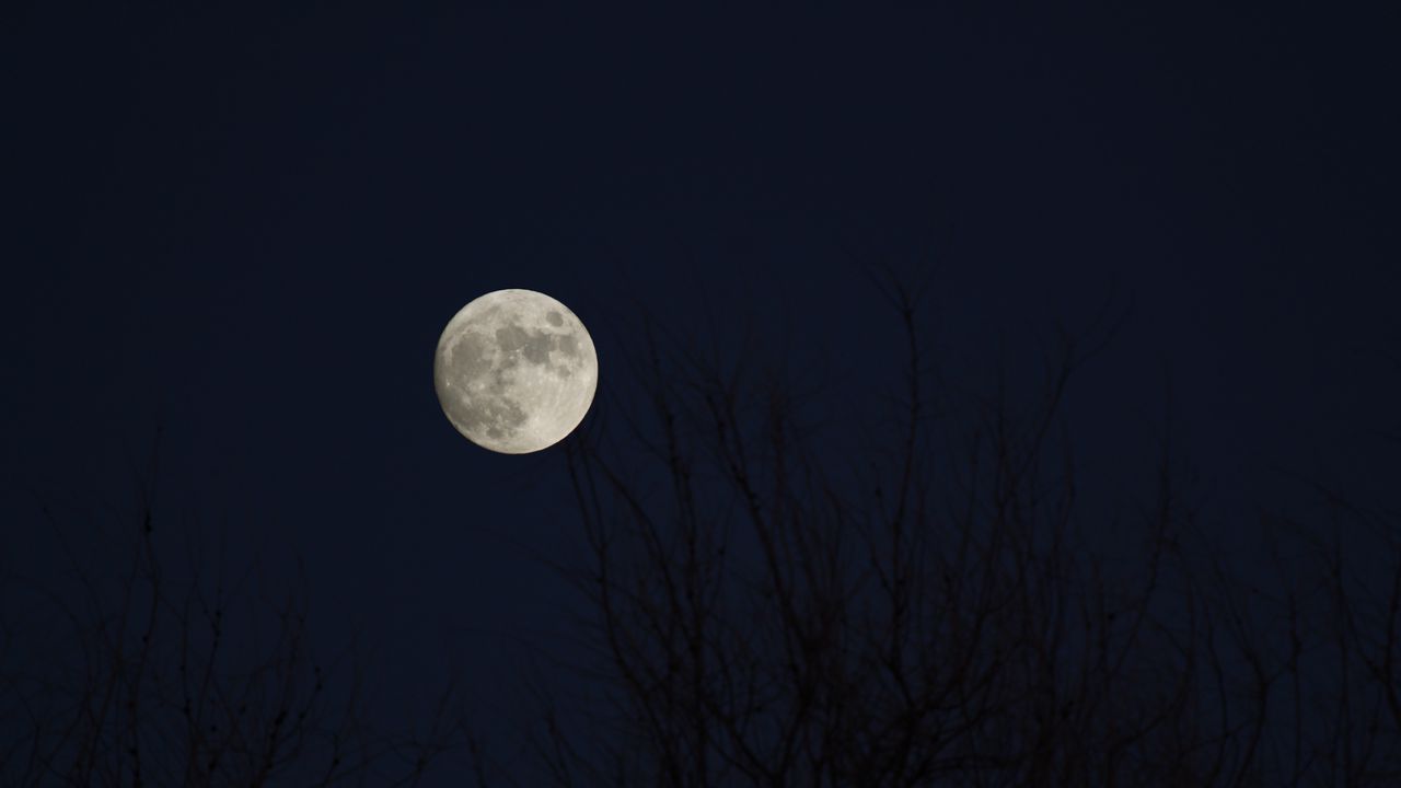 Wallpaper moon, full moon, branches, night, dark