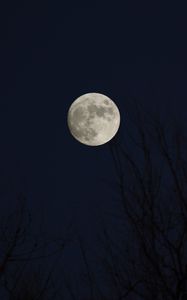 Preview wallpaper moon, full moon, branches, night, dark