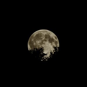 Preview wallpaper moon, full moon, branches, dark