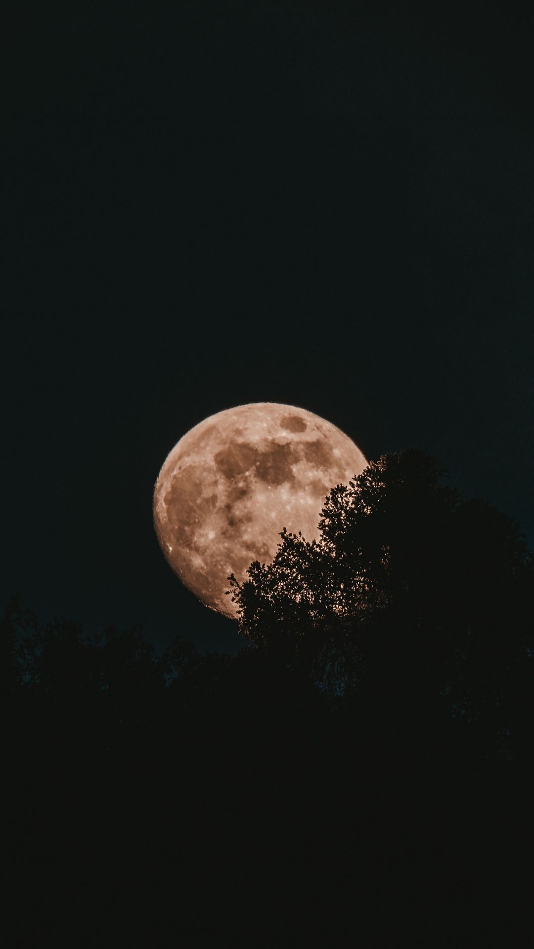 1080x1920 Wallpaper moon, full moon, trees, night