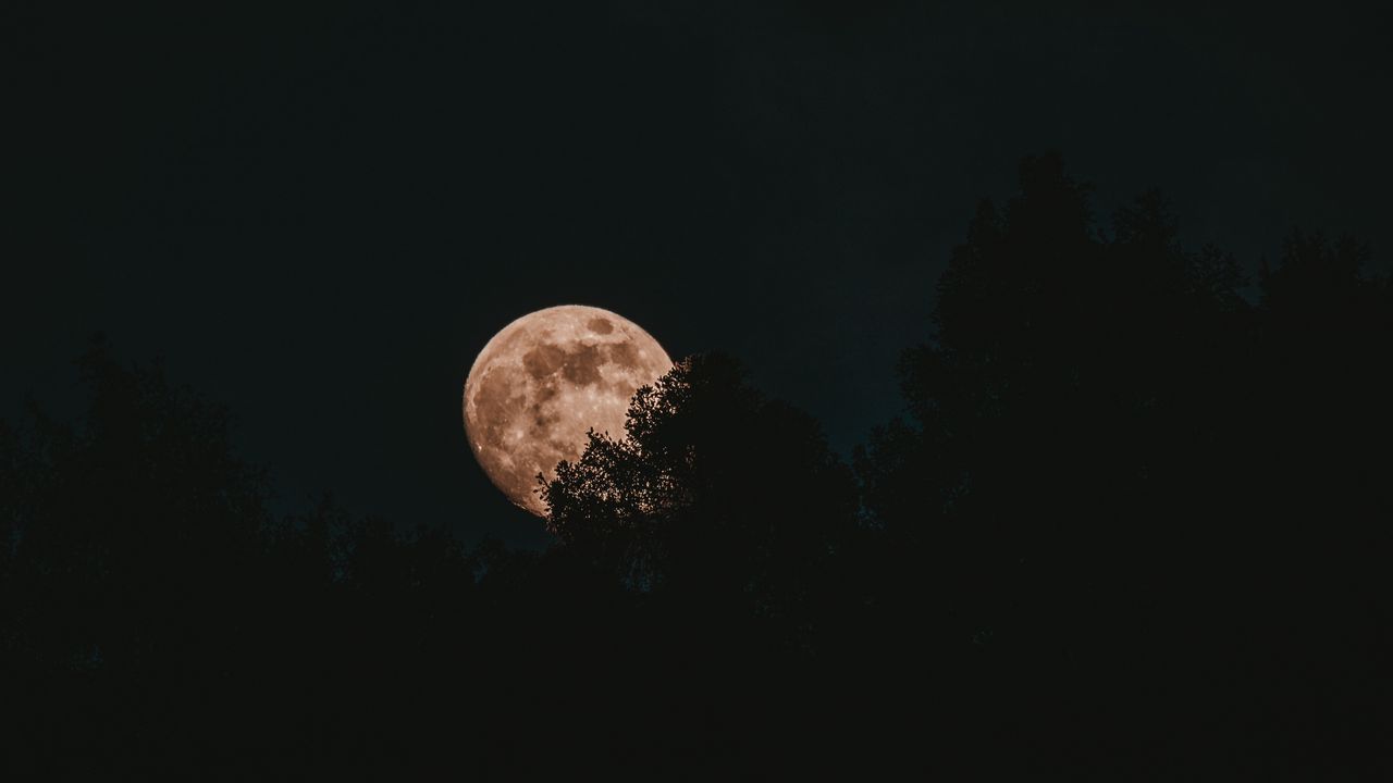 Wallpaper moon, full moon, trees, night