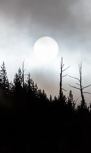 Preview wallpaper moon, full moon, trees