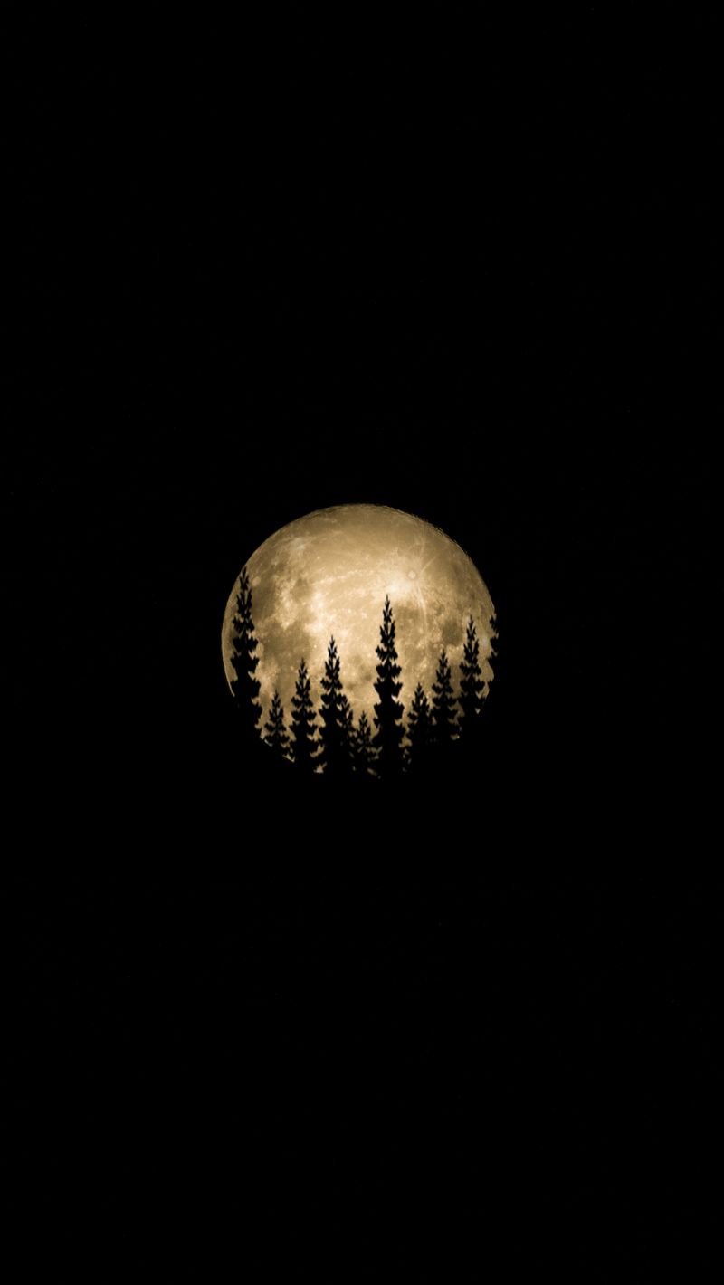 Download wallpaper 800x1420 moon, full moon, trees, silhouette, black ...